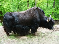 yak